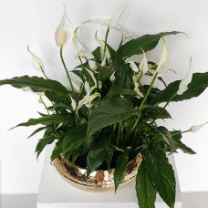 Spathiphyllum Plant