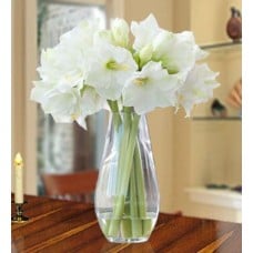 Charming Amaryllis (15 Amaryllis)