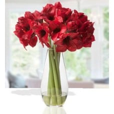 Lovely Amaryllis (24 Amaryllis)