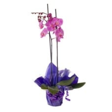 Orchids Plant