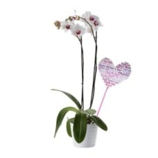2 Stems Orchid