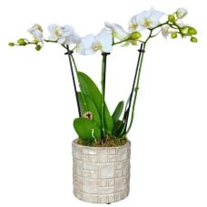 White orchid plant
