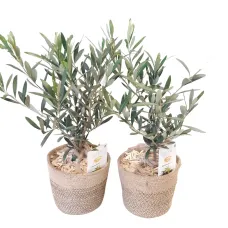 Olive tree
