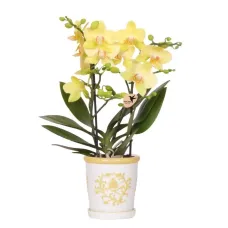 Yellow orchid plant