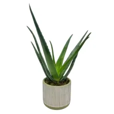Aloe Vera Plant