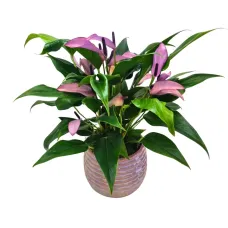 Pink Anthurium plant