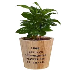 Coffea arabica Plant