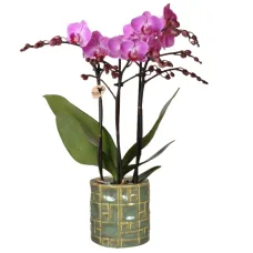 Pink orchid plant