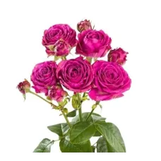 Spray Roses Classic Sensation