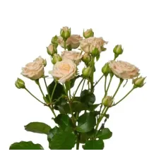 Spray Roses Tanja
