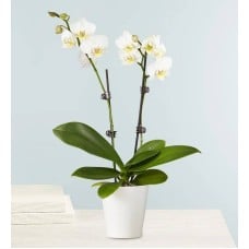 White orchids plant