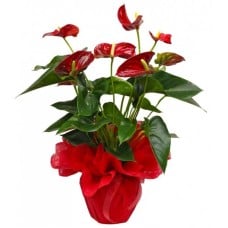 Interior Plant - Anthurium red