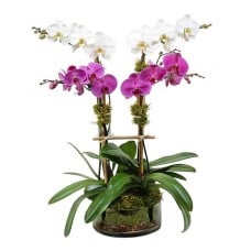 Pink - White Orchid