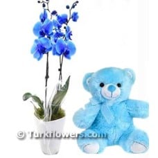 Blue orchid baby flower