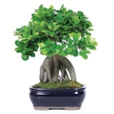Ginseng Ficus Bonsai