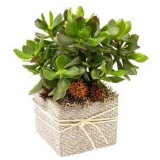 Sukkulenten Crassula