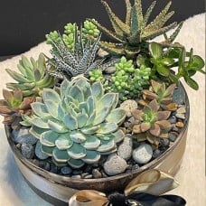 LARGE SUCCULENT