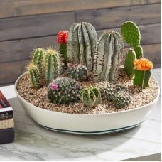 Cactus plant arrangement