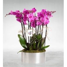 10 Purple Orchid