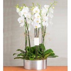 8 Branches White orchid