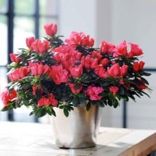 Hot Pink Azalea Plant