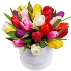 25 Multi Colored Tulips