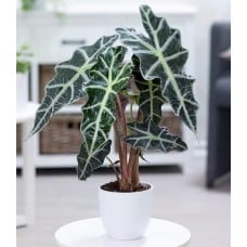Alocasia Polly