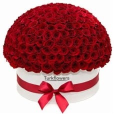 151 Red Roses in Box
