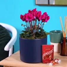 Joyful Jewel Cyclamen Plant - Plant Of The Month