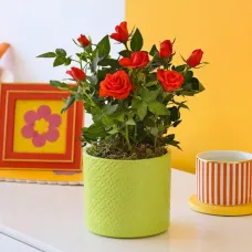 Cheerful Orange Rose Plant