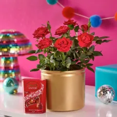 Festive Red Rose Plant
