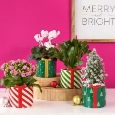Fabulously Festive Plant Set