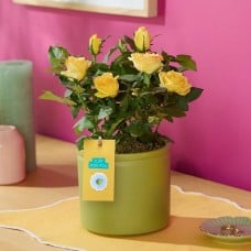 Yellow Rose Ceramic