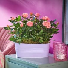 Happy Rose Plant
