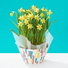 Cheerful Daffodils