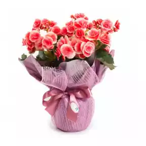 Begonias plant Begonias plant