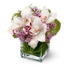 Cube Orchids Fortaleza Cube Orchids Fortaleza