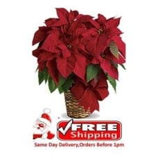 Red Poinsettia Plant Poinsettia Plant