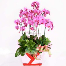 Moth Orchid-1 (Small)