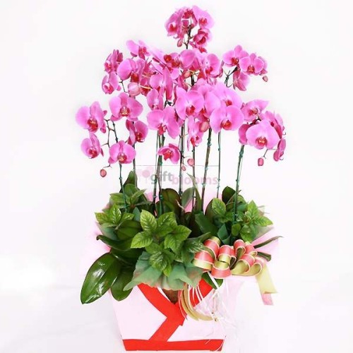 Moth Orchid-1 (Small)