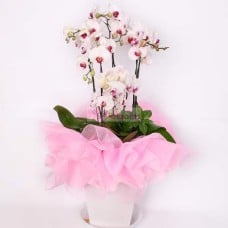 Moth Orchid-2 (Small)