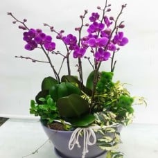 Moth Orchid 6-4 (Standard(S))