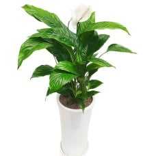 Peace Lily (Standard(S) )