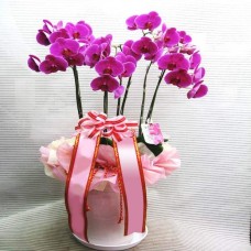 moth orchid-3 (Small)