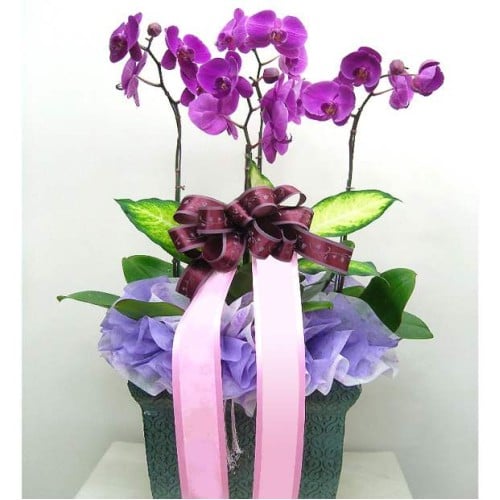 moth orchid-6 (Small)