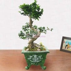 Gajimaru-A (Small)