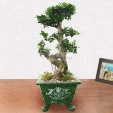 Gajimaru-B (Small)