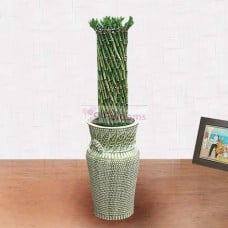 Sanderia (Small)