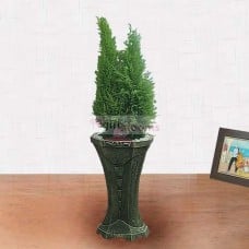 Yuolma (Medium)