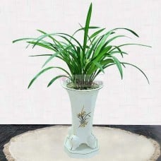 Orchid-Gumwasabu (Small)